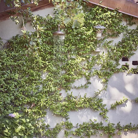 Aqvae Unconventional *